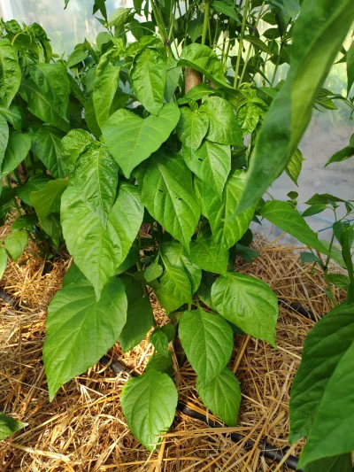 gobi12 - Green Habanero