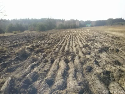 smutny_przerebel - @Raisei-chan oni chcą pozyskać elektorat z kręgu młodych i kuców. ...