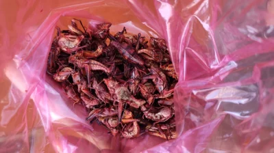 nomadbynature - Kto ma ochotę na chapulines? ( ͡º ͜ʖ͡º) Chapulines to świerszcze, prz...