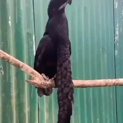 pcstud - Strojnoczub amazońsk (lac. Cephalopterus eng. Umbrellabird)- Długość ciała 4...