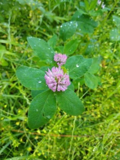 mdoliwa - 16. Koniczyna łąkowa, k. czerwona (Trifolium pratense L.)

Ciekawostka z ...