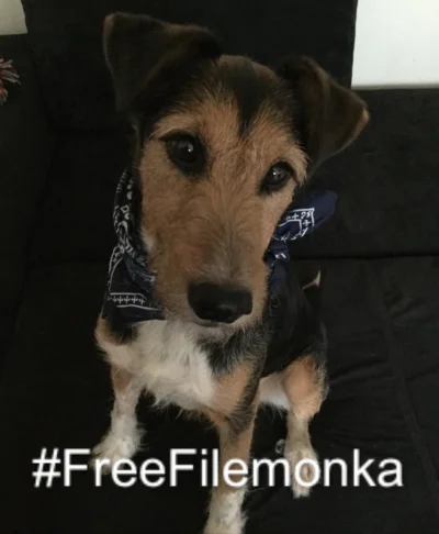 justypl - Szczekające też są za #freefilemonka !!!

Jeżeli ktoś jeszcze nie słyszał...