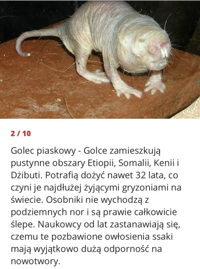 IvanBarazniew - Skoro taki potrafi zaruchać to znaczy, że dla piwniczaków z wykopu te...