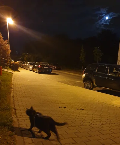 babazpola - Nocne zwiedzanie
#krakow #koty #pokazkota