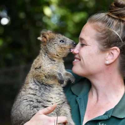 mfek00 - Dobry ludź
#quokka #quokkanadzis #zwierzaczki