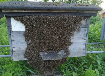 luciditygone - Pszczoły w upalne dni wieczorami wychodzą z ula i tworzą przy wylocie ...