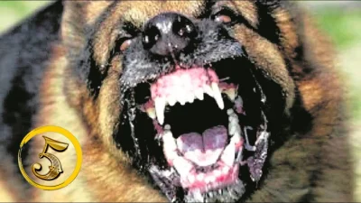 N.....o - @Maseuko: Duży straszny pies u lgbt - maskotka
Duży straszny pies u hetero