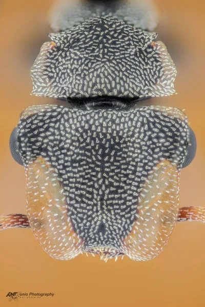 orkako - Ta jest dziwna:
Cephalotes scutulatus
https://www.antweb.org/images/casent...