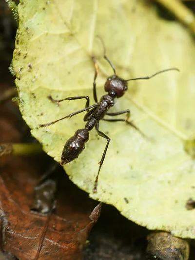 uszanowanko - Brakuje mrówki pociskowej, największego #!$%@? wśród mrówków.