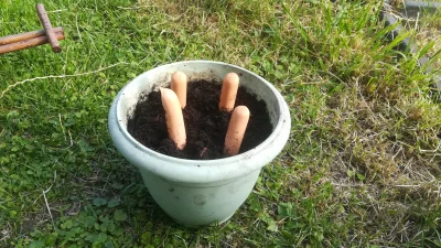 t.....1 - Mirki, postanowiłem założyć swoją uprawę paruwek. Zasadziłem dzisiaj zarodn...