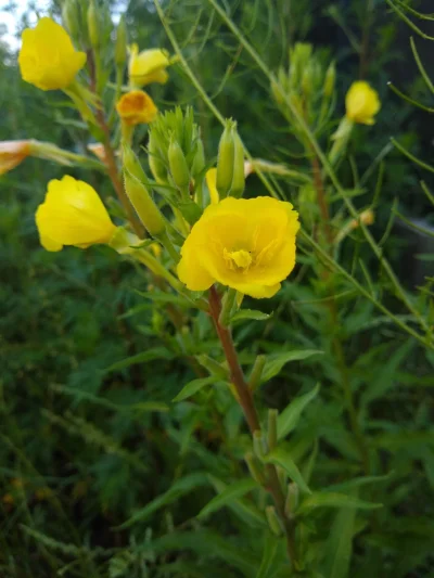 mdoliwa - 19. Wiesiołek dwuletni, nocna świeca (Oenothera biennis L.)

Ciekawostki ...