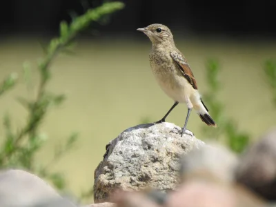 cptouver - Czy ktoś wie co to za ptak?
#ptaki #ornitologia