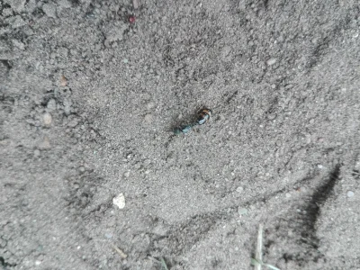 jalop - Czy to jest królowa mrówek?

@Megachilidae potrafisz określić?

#owady #pytan...