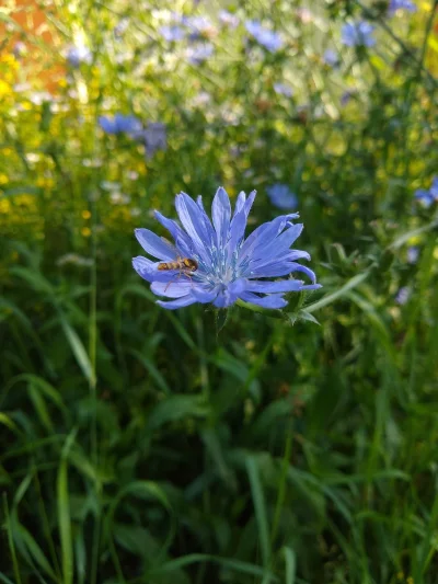 mdoliwa - Jeden z moich ulubionych kwiatków.

20. Cykoria podróżnik (Cichorium inty...