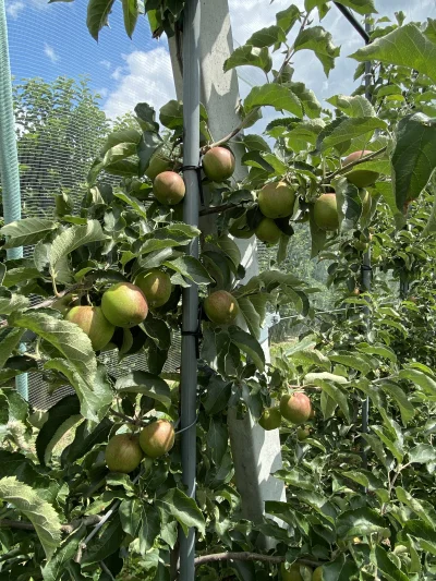 Aragonn - Może komuś jabłuszka?
#ogrodnictwo #sadownictwo #jablka