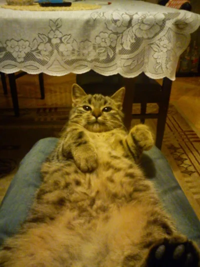 M4lutki - @TheBloody: Moja kotka też dzisiaj się poddała i zmarła po operacji. Rak ją...