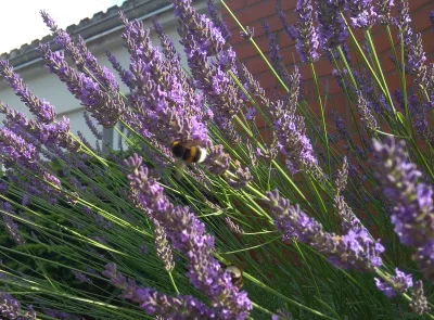 kajka666 - Na naszej lawendzie totalna inwazja trzmieli i pszczół. 
Najwięcej trzmie...
