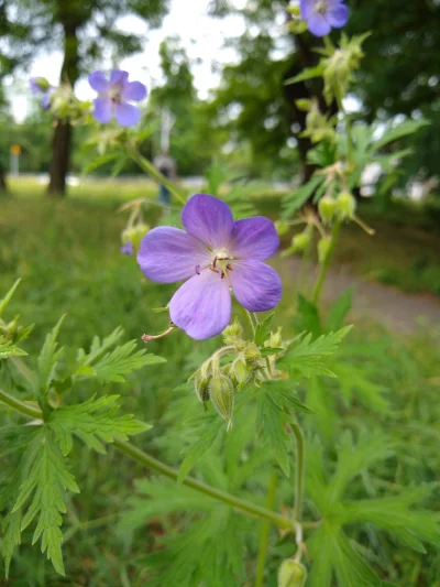 mdoliwa - 21. Bodziszek łąkowy (Geranium pratense L.)

Chyba jeden z rzadszych kwia...