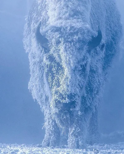 G_Rav - Samica bizona przy -35°C
Autor: Tom Murphy
SPOILER