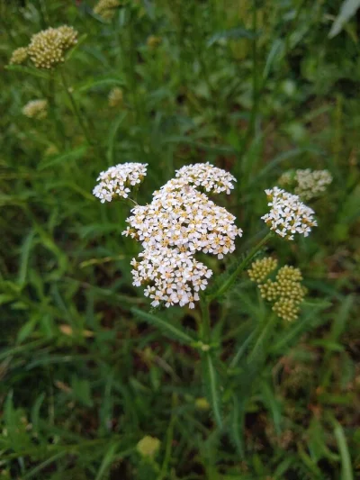 mdoliwa - 22. Krwawnik pospolity (Achillea millefolium L.)

Ciekawostka z Wikipedii...