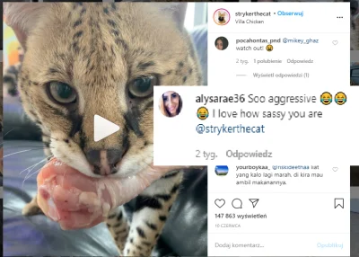 NocnaBestia - Konto na instagramie, Brajanek i Dżesika kupują sobie dzikiego kotka. N...