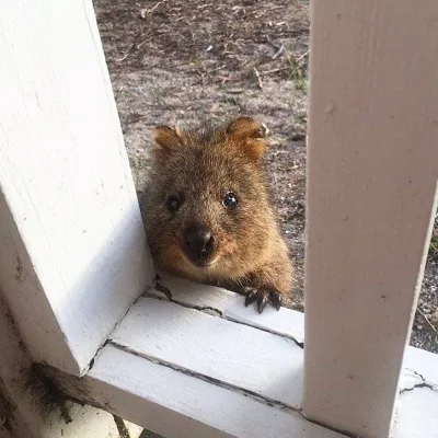 mfek00 - Można?
#quokka #quokkanadzis #zwierzaczki