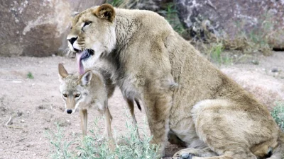 s.....a - Popatrzcie na lwa sprzymierzającego się z kojotem 

#pdk #heheszki #zwierza...