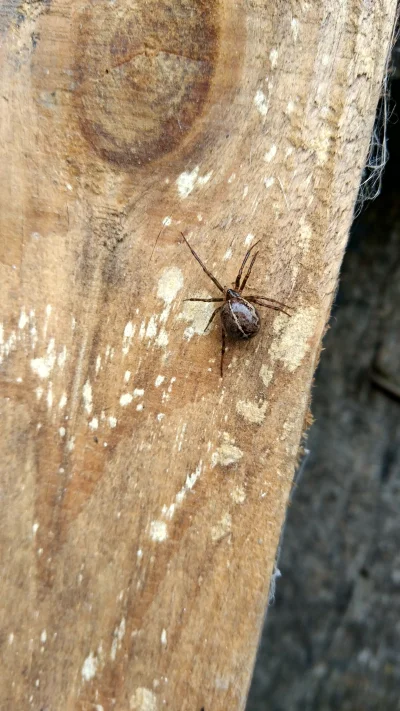 BambusowyBambo - Wie ktoś może co to za pająk? 

#pajaki #terrarystyka #pytanie