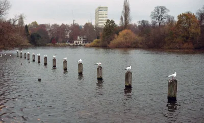 RozkalibrowanaTurbopompa - Hyde Park, jesień. Portra 800, 50mm.
#fotografia #fotogra...