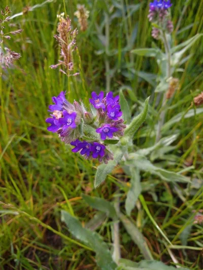 mdoliwa - 23. Farbownik lekarski (Anchusa officinalis L.)

Ciekawostka z Wikipedii:...