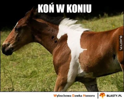 januszzczarnolasu - @WuDwaKa: Kto by pomyślał, że w koniu taki meloman...( ͡° ͜ʖ ͡°)