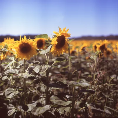 RozkalibrowanaTurbopompa - Pentacon Six, Biometar 80mm f/2.8, Velvia 100
#fotografia...