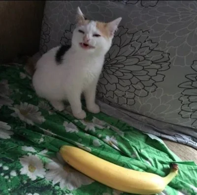 LM2137 - > Wypchaj tę szczelinę bananami, koty nie lubią bananów.

@TymRazemNieDamS...