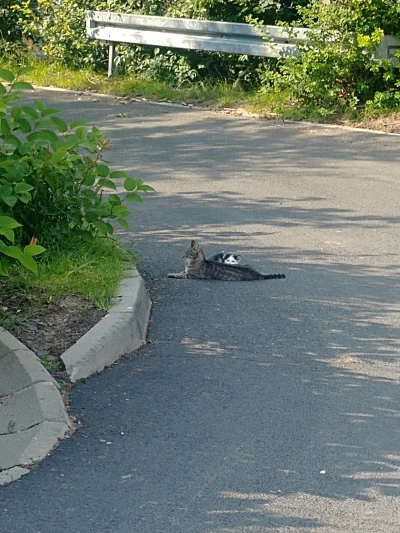 Lepki - Takie #kitku sobie leżało na ulicy i karmiło małe. 

Bonus w komentarzu

#kot...