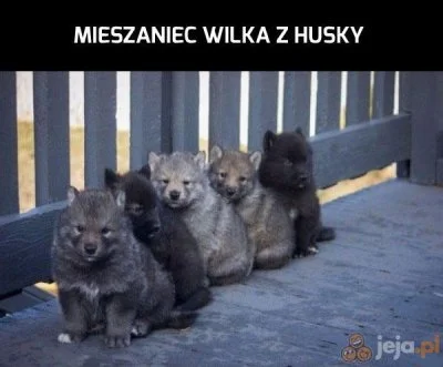 januszzczarnolasu - "Hybryda wilka".