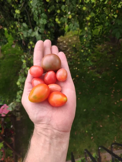 KORNI_K - #pomidor #ogrodnictwo #pomidory 
Kurła zaczyna się mimo że grzyb w tym roku...
