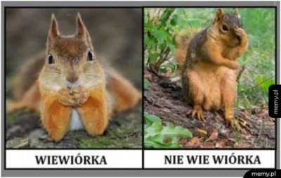 januszzczarnolasu - @Willux: To trochę tak jak z tymi wiewiórkami. Albo się coś wie, ...