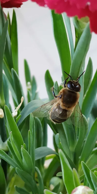 goromadska - To jest wielka pszczoła czy mała królowa, czy może jakiś inwazyjny gatun...