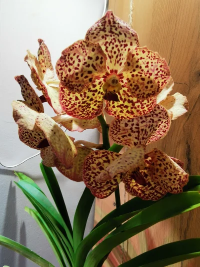 Szczwol_Plamisty - #chwalipost #vanda #storczyki #orchidea


Moje vandy - storczyk...