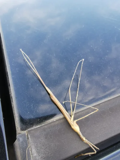 Securitysoldier - Siemka mirki!
Wczoraj na samochodzie zauważyłem dziwnego robaczka. ...