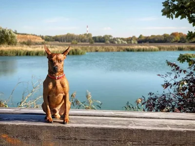 Caine - Mirki z #piesel. Szukam dobrych szelek dla takiego łobuza. Całe 5kg wagi. Ewe...