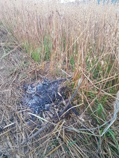jatylkopytam - Dwie glupie cipy palily ognisko w zbożu #logikarozowychpaskow #rolnict...
