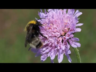 T.....a - A tutaj jeszcze niesamowity różowy kolor pyłku, który pszczolinka świerzbni...