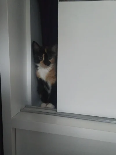 Z.....n - Kiedy schowałaś się w szafie i udajesz niewiniątko ( ͡° ͜ʖ ͡°)

#koty #sm...
