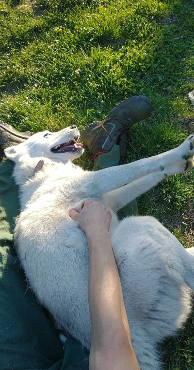 Francesco123 - Podczas koszenia trawy napadł na mnie wilk, ratunku pomocy #pokazpsa