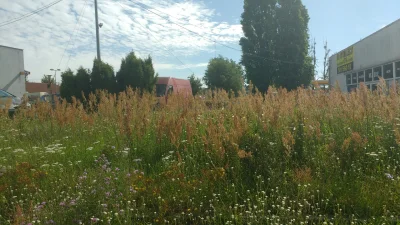 wujeklistonosza - W Bydgoszczy mamy mini łąki niedaleko od centrum w sumie, a wy w sw...