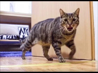 starnak - Cat Misses His Owner and He's Happy When Owner is Back - Funny Ending!