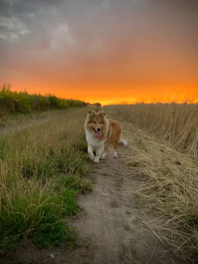 kmurdza - Wieczorny spacer z Klarą :)
#pokazpsa #psy #pies #collie #owczarekszkocki