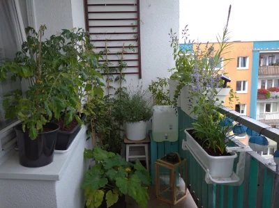 kjut_dziewczynka - Oto mój ogródek na balkonie w bloku. Zdjęcie z drugą stroną balkon...