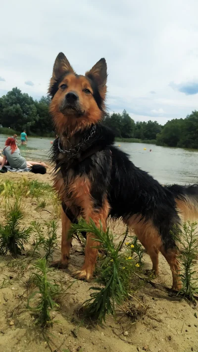 Interwyga - Plażowy piesek wypatruje w oddali masy plusów pod zdjęciem,pomożecie ? (⌐...